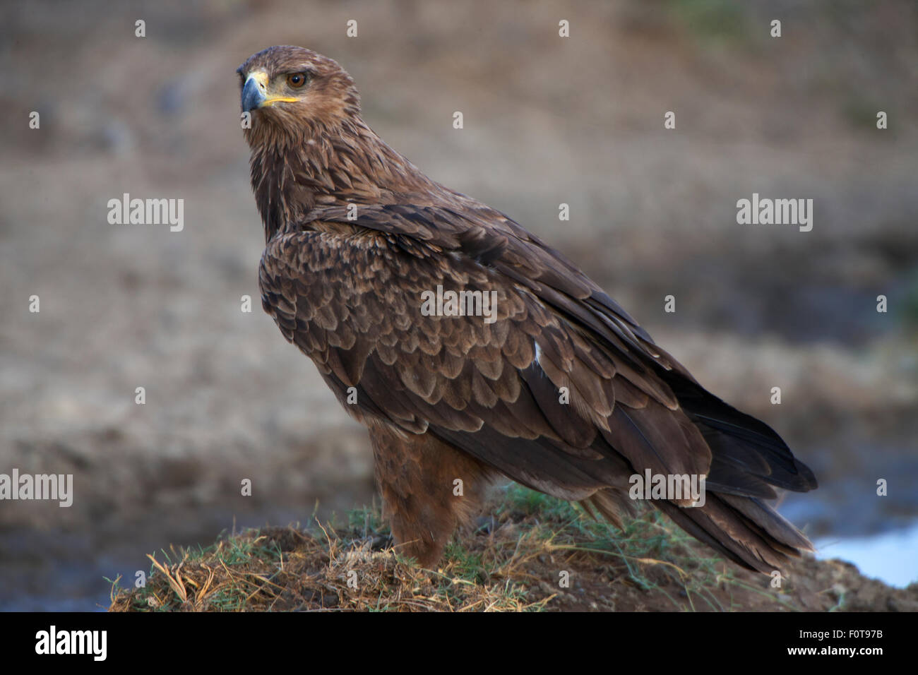 Bruno Eagle Closeup Foto Stock