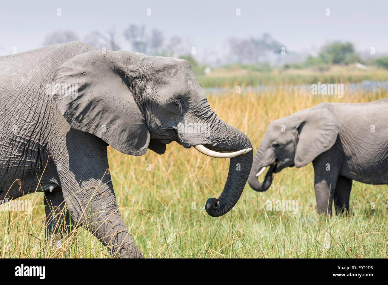 African Safari Big Five: due bush africano Elefante africano (Loxodonta africana), pascolo pacificamente, Okavango Delta, il Kalahari, nel nord del Botswana, Sud Africa Foto Stock