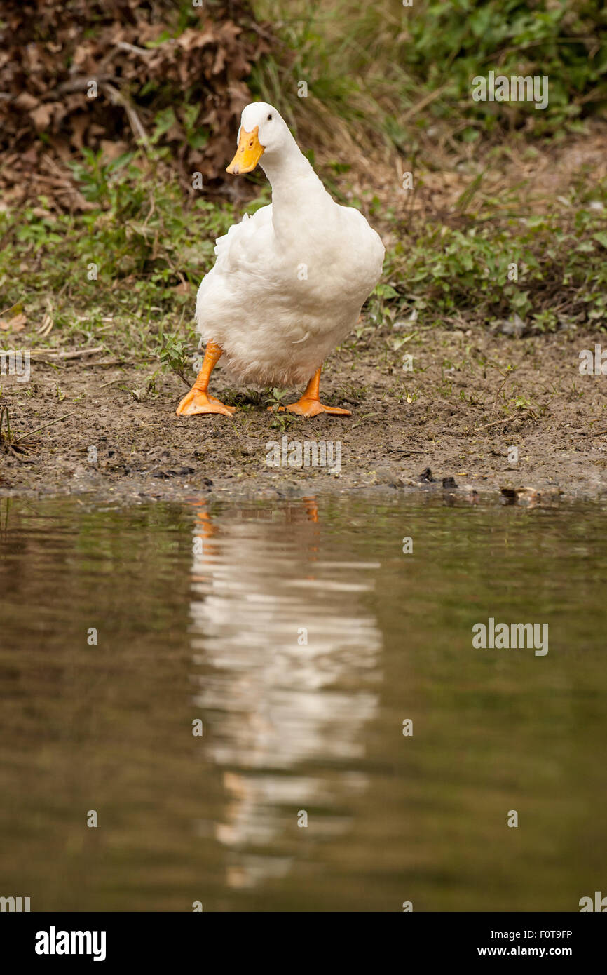 Pekin duck, apparentemente sicuri di se per ottenere nello stagno, guardando un po' traballante, Hermann Park a Houston, Texas, Stati Uniti d'America. Foto Stock