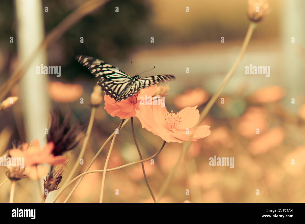Stupenda farfalla sul fiore Foto Stock