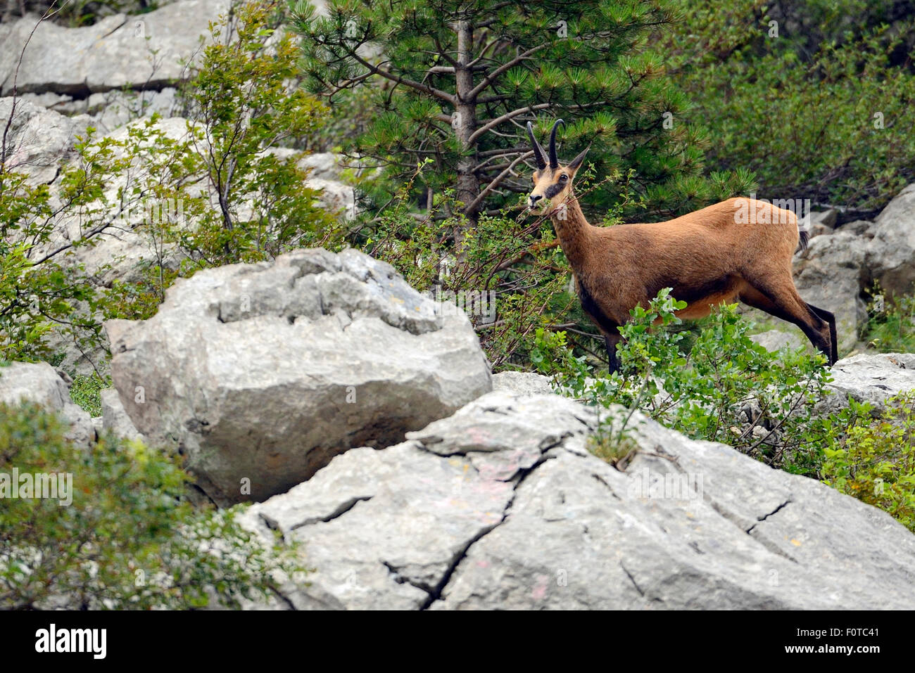 Camoscio dei Balcani (Rupicapra rupicapra balkanica) Gemme, il Parco Nazionale di Paklenica, Velebit parco naturale, Rewilding area Europa, le montagne di Velebit, Croazia Foto Stock