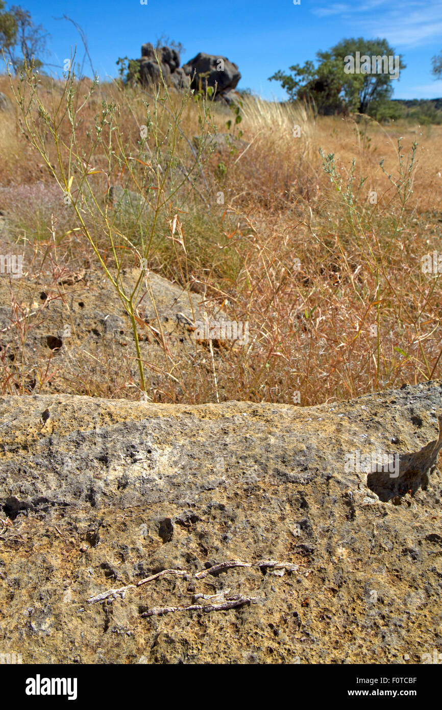 Fossili incorporato in calcare a Riversleigh fossili Sito di mammifero Foto Stock