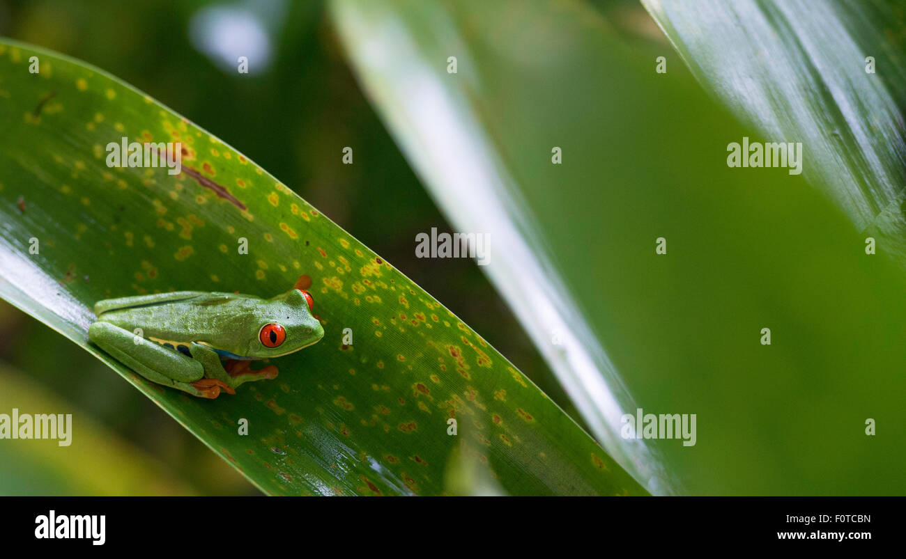 Con gli occhi rossi Raganella su una foglia verde. Agalychnis Callidryas. Foto Stock