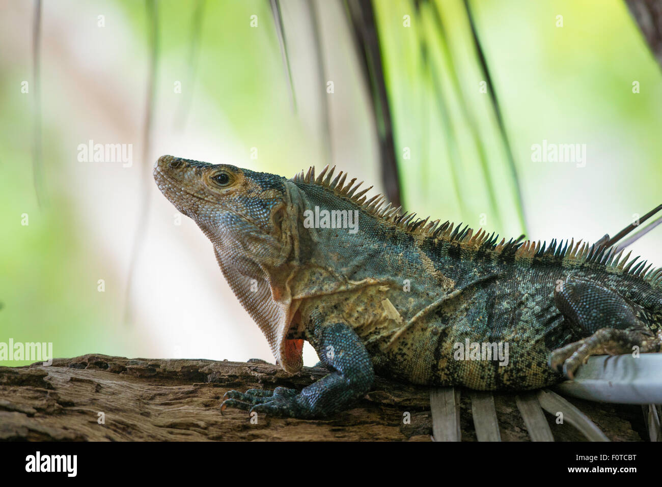 Nero o Ctenosaur Ctenosaura similis in Costa Rica la foresta tropicale, vista di profilo Foto Stock