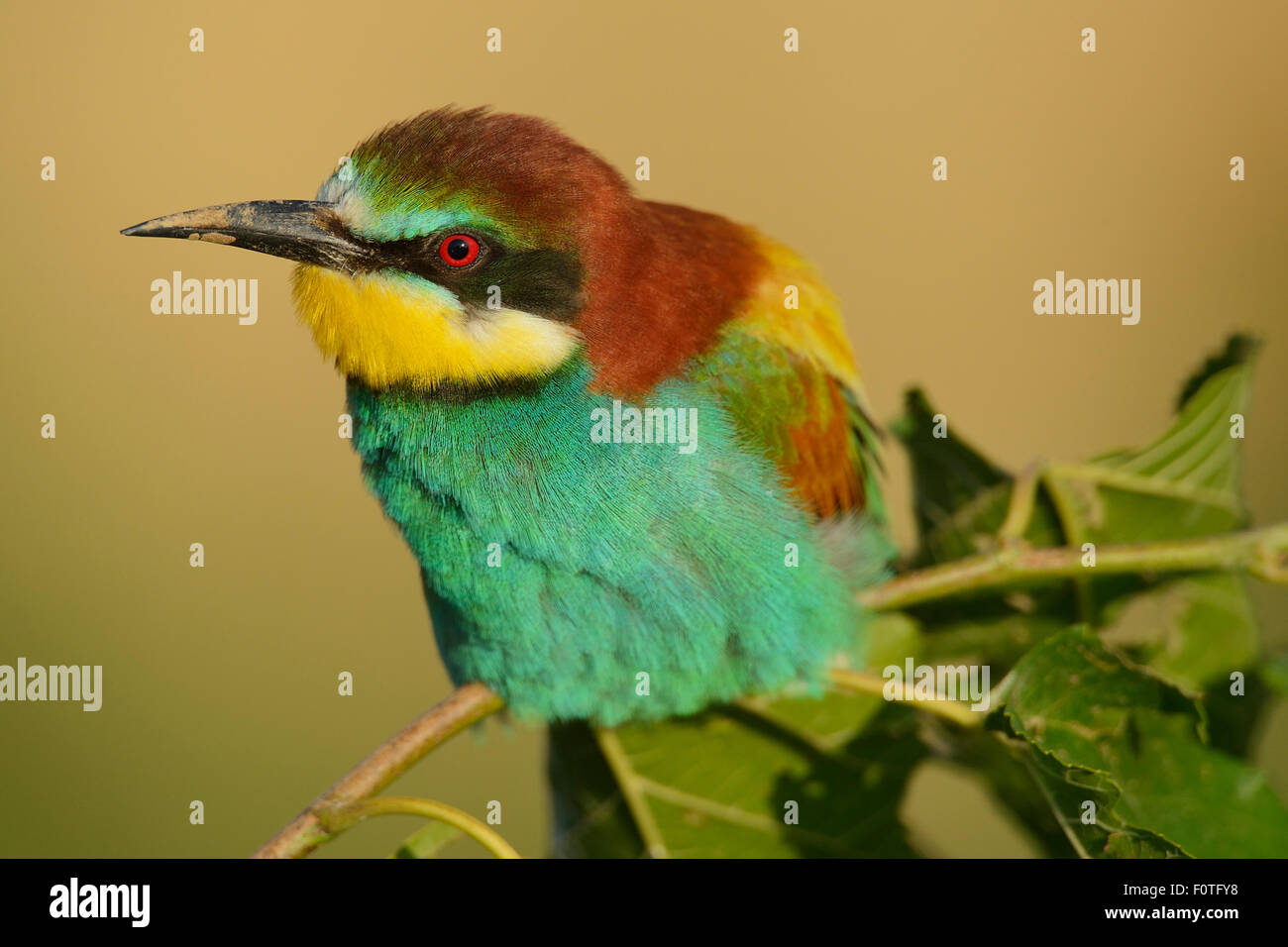 Unione bee eater (Merops apiaster) ritratto, il delta del Danubio rewilding area, Romania Giugno Foto Stock