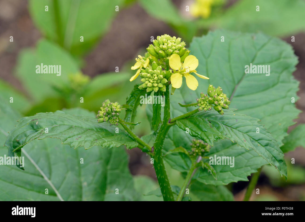Senape nera - Brassica nigra una fonte di senape spice Foto Stock