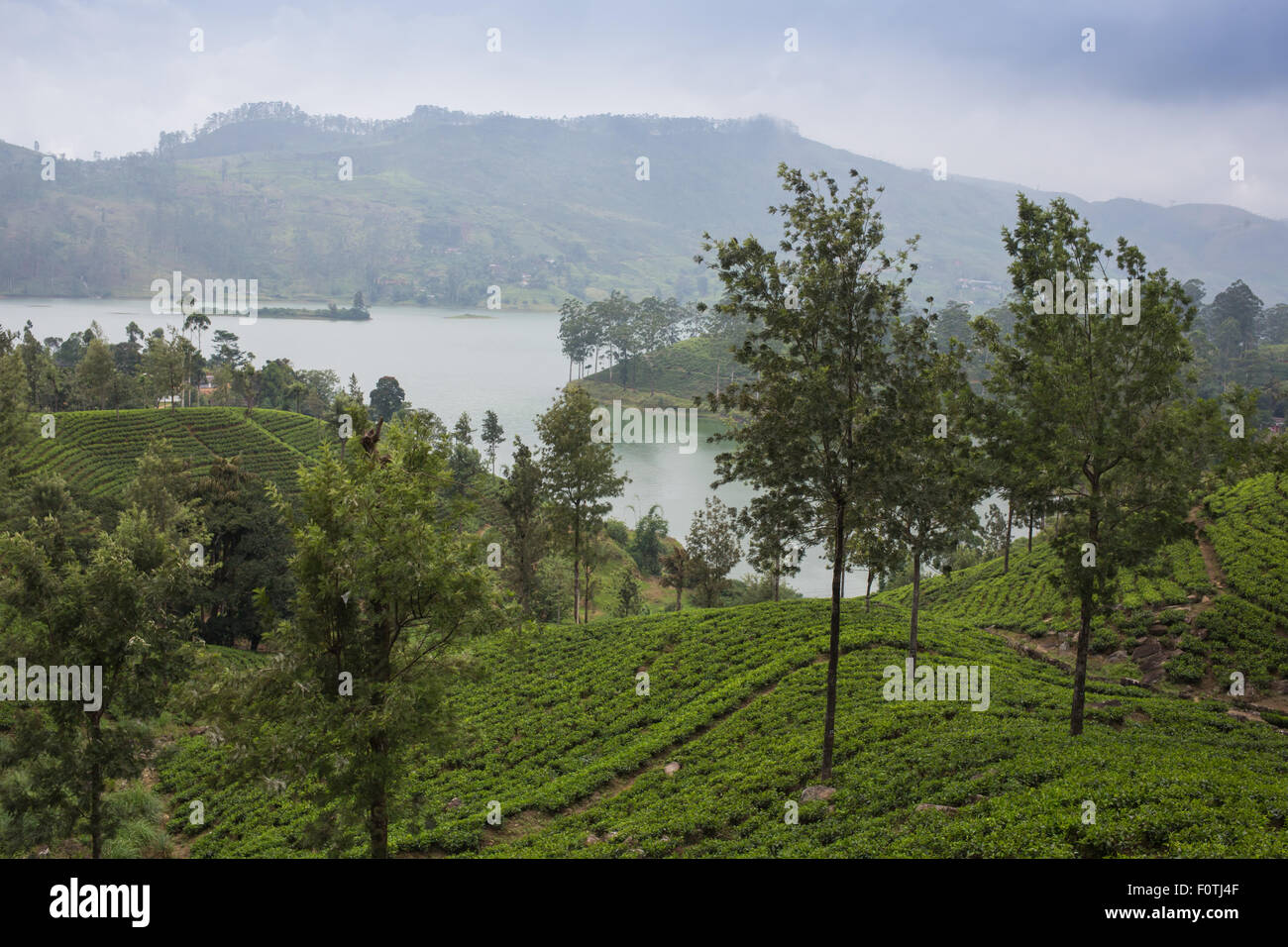 Pang ung , riflessione di pino in un lago Foto Stock