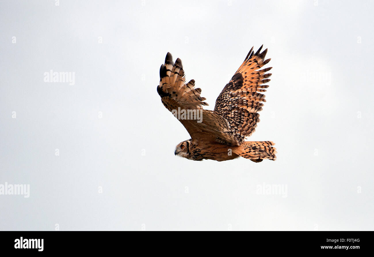 La foto è stata scattata vicino a Bhuj in Kutch-Gujurat-India Foto Stock