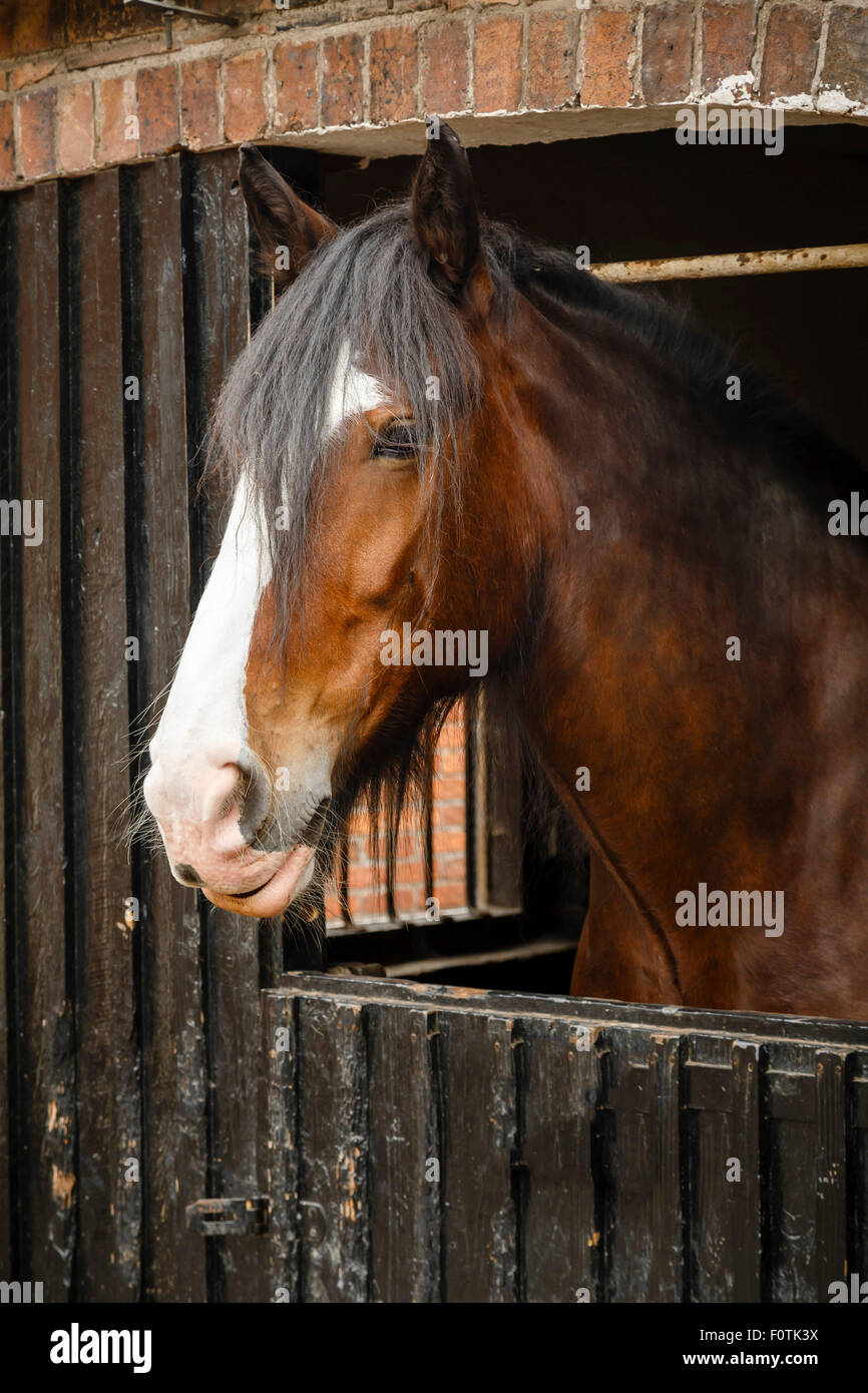 Profilo laterale del cavallo marrone in stabile Foto Stock