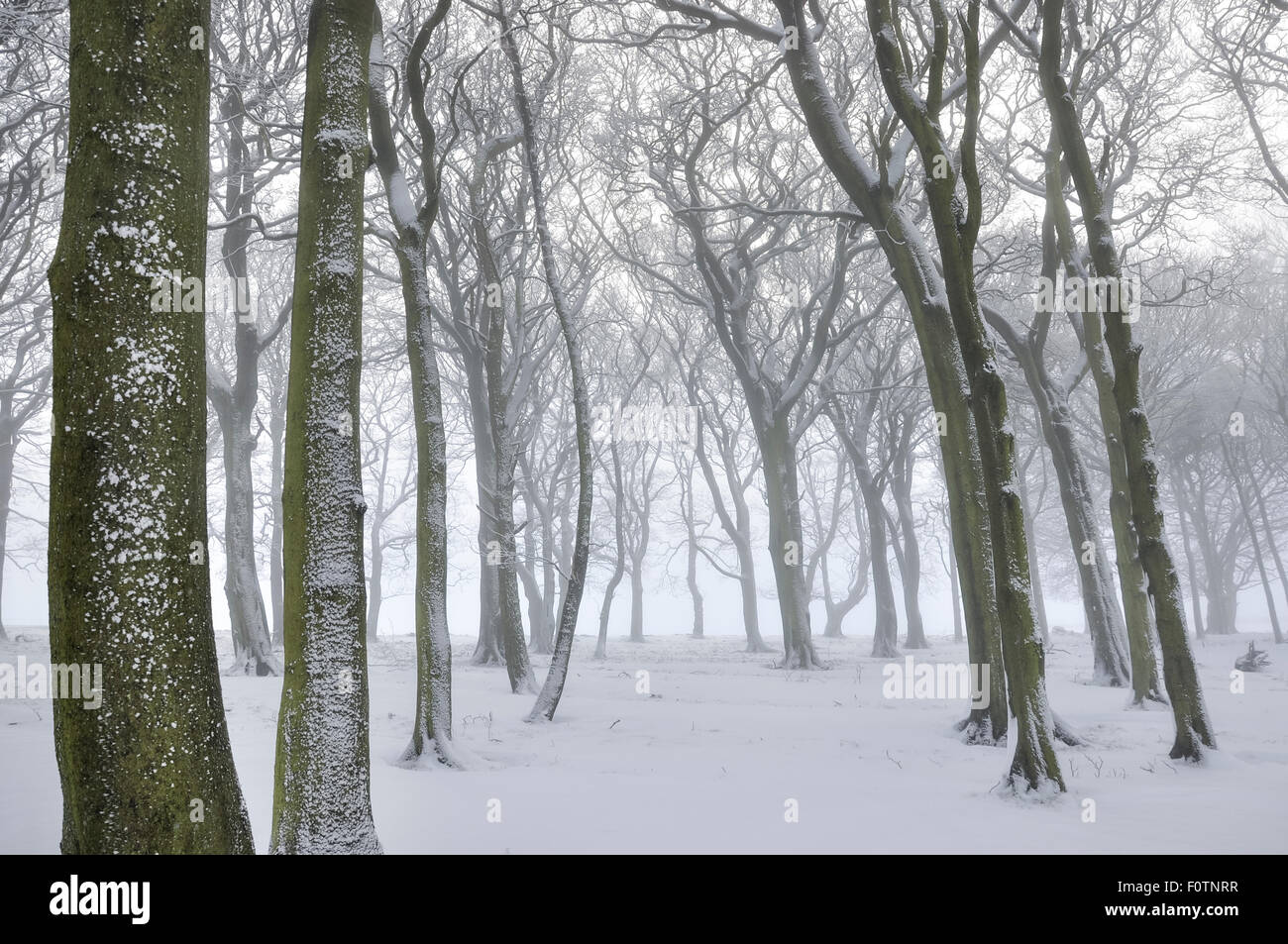 Misty bosco inglese su un nevoso inverno mattina. Vista attraverso gli alberi di sicomoro in un bosco inglese. Foto Stock