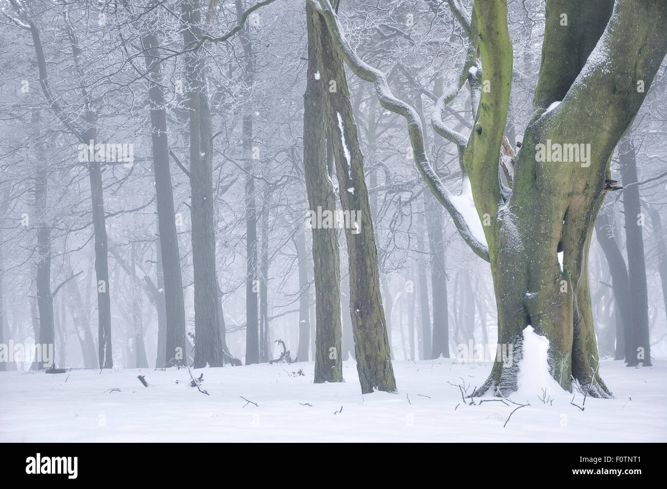 Magico bosco inglese in inverno con alberi rientranti nella gelida nebbia. Foto Stock
