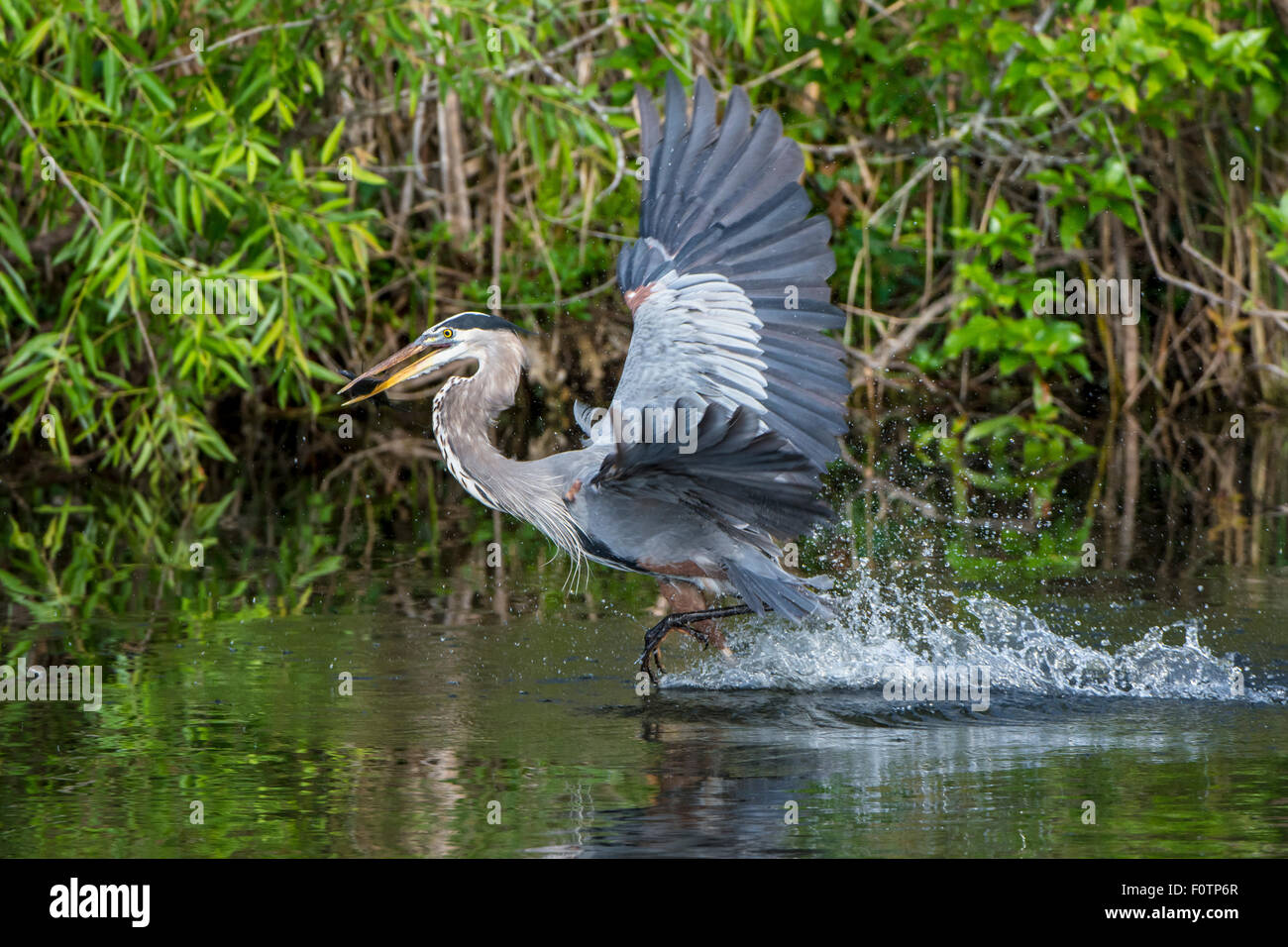 Airone blu (Ardea erodiade). Parco nazionale delle Everglades, Florida, Stati Uniti d'America. Foto Stock