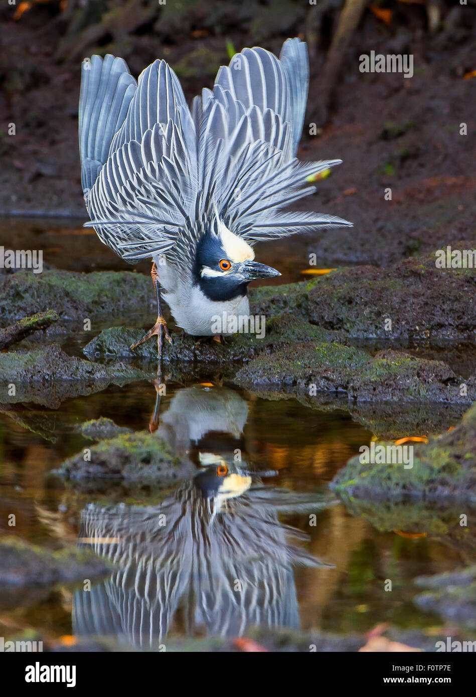 Giallo-incoronato Nitticora display di corteggiamento Foto Stock
