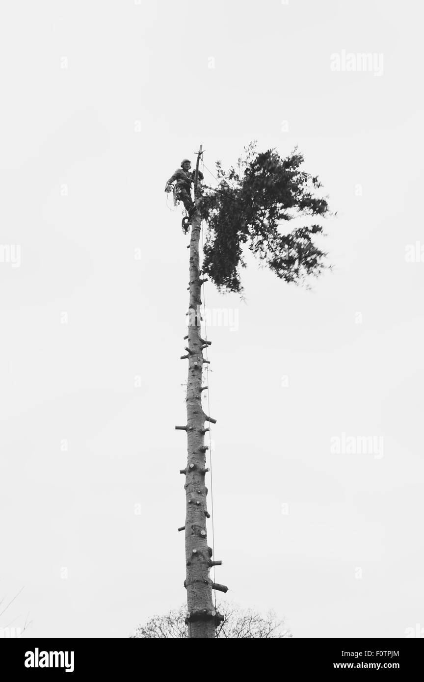 Lumberjack tagliando un treetop Foto Stock