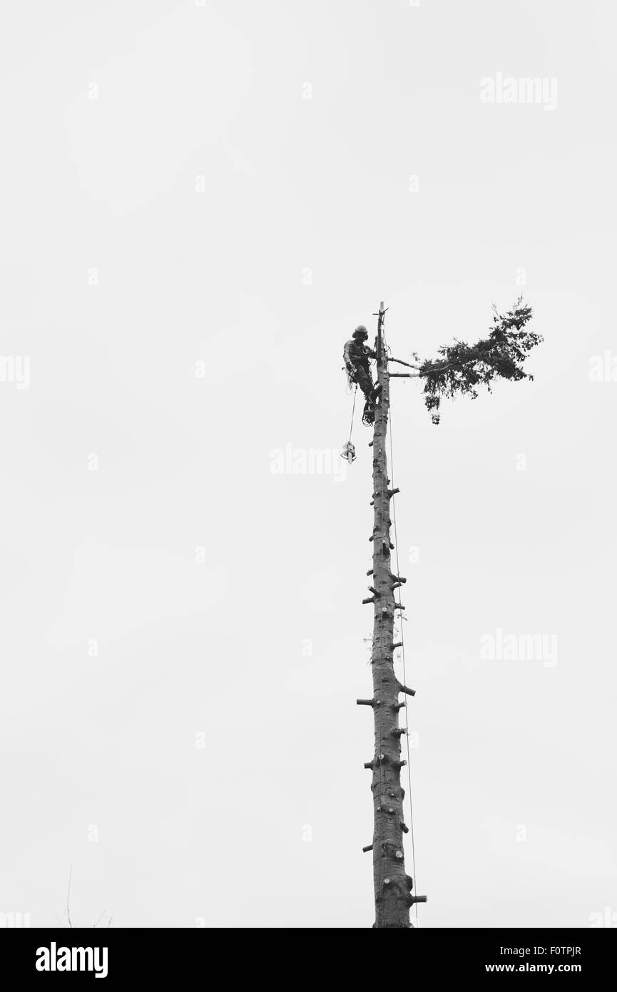 Lumberjack tagliando un treetop Foto Stock