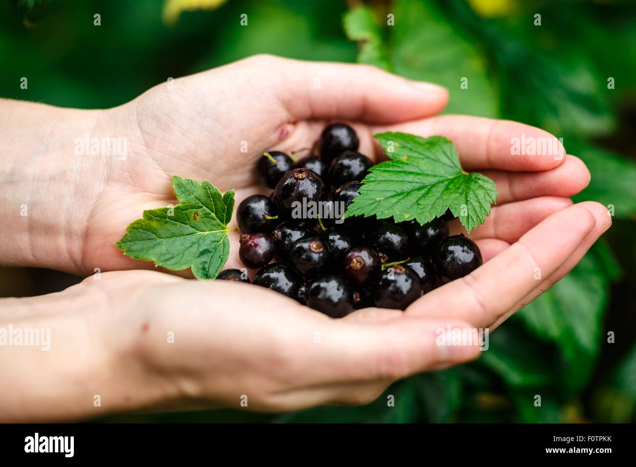 Prelievo di ribes nero. Locavore, pulire mangiare,l'agricoltura biologica, agricoltura locale,crescere,il concetto di raccolta. Messa a fuoco selettiva su t Foto Stock