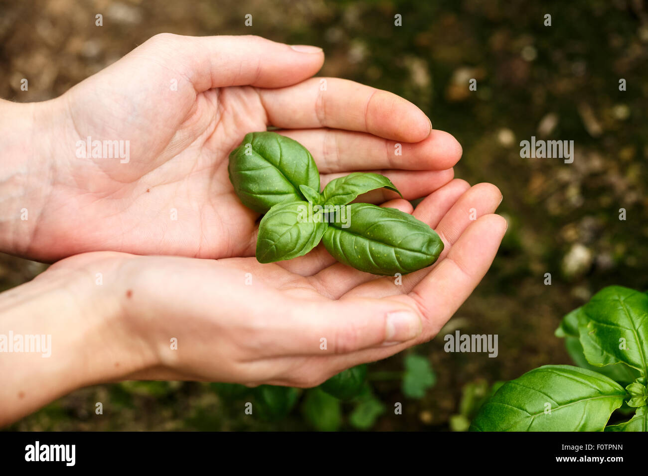 Mani femminili tenendo le foglie di basilico. Locavore, pulire mangiare,l'agricoltura biologica, crescendo,il concetto di raccolta Foto Stock