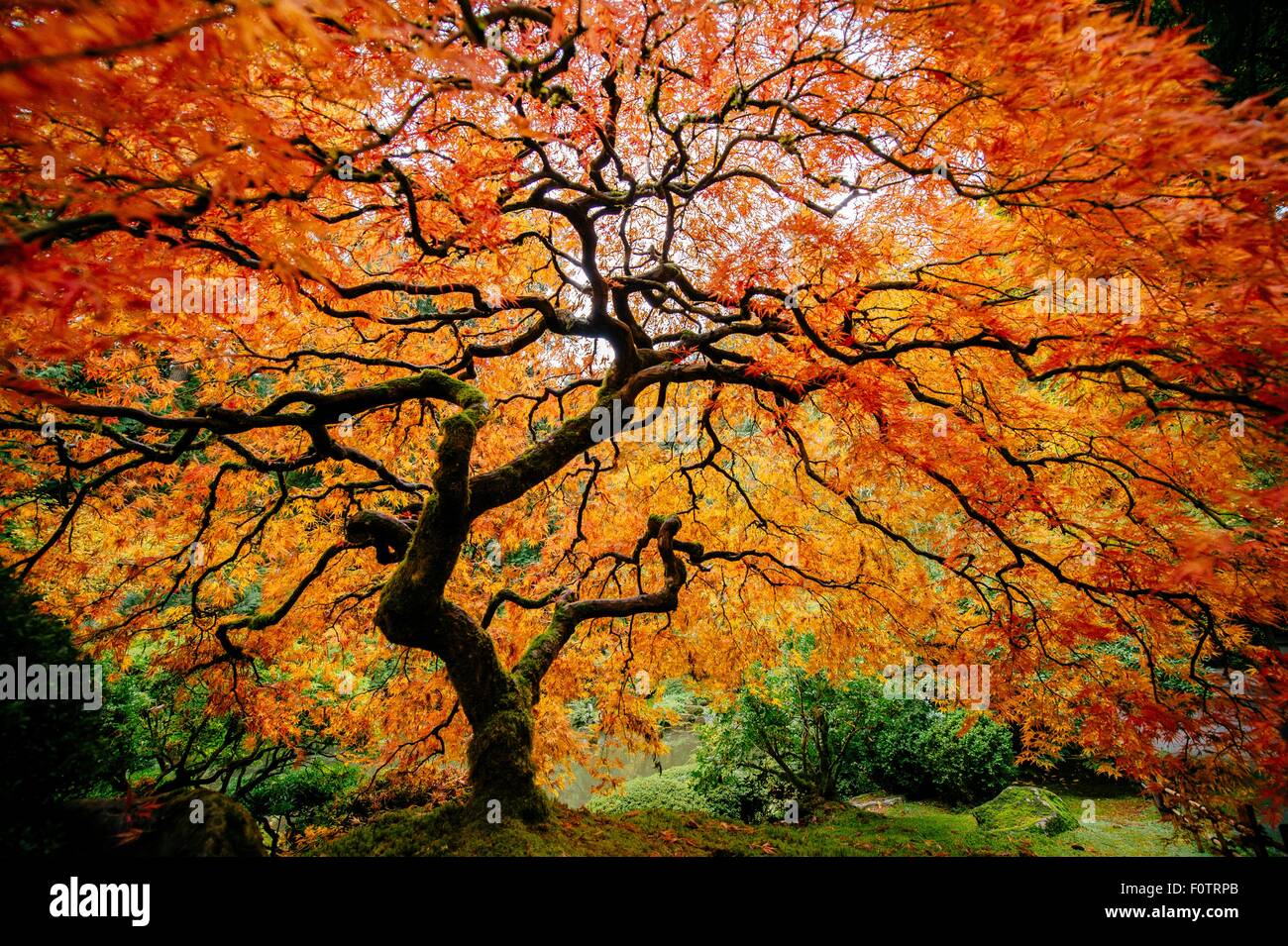 Acero giapponese con il profilarsi di tronco e di arancio e foglie rosse Foto Stock