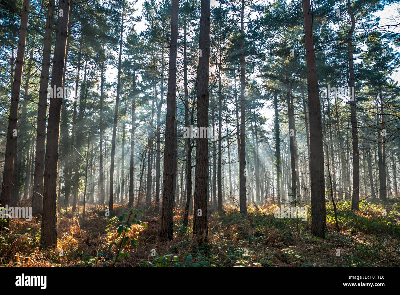Royal Foresta di Dean, Gloucestershire, England, Regno Unito Foto Stock