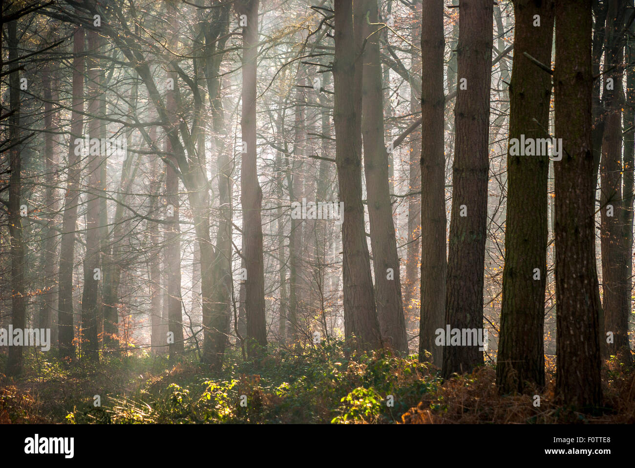 Royal Foresta di Dean, Gloucestershire, England, Regno Unito Foto Stock