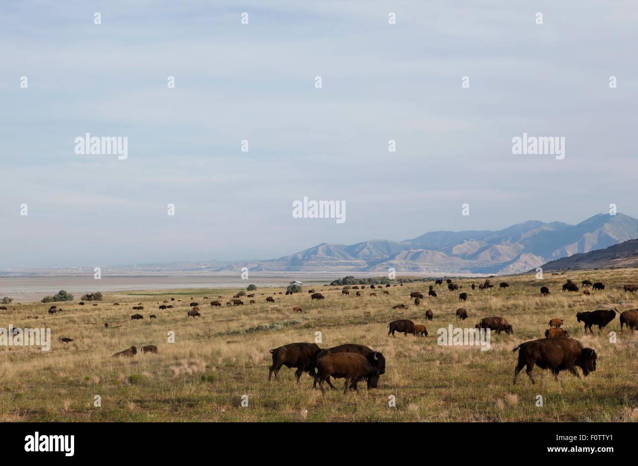 Allevamento di bufalo americano pascolando nella Antelope Island State Park, Siracusa, UT, STATI UNITI D'AMERICA Foto Stock