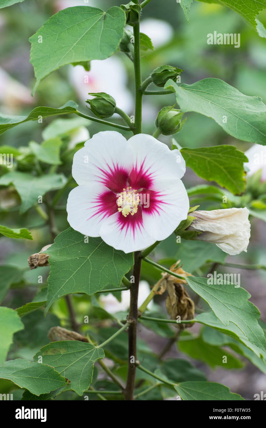 Hibiscus sinosyriacus 'autunno sorpresa' Foto Stock