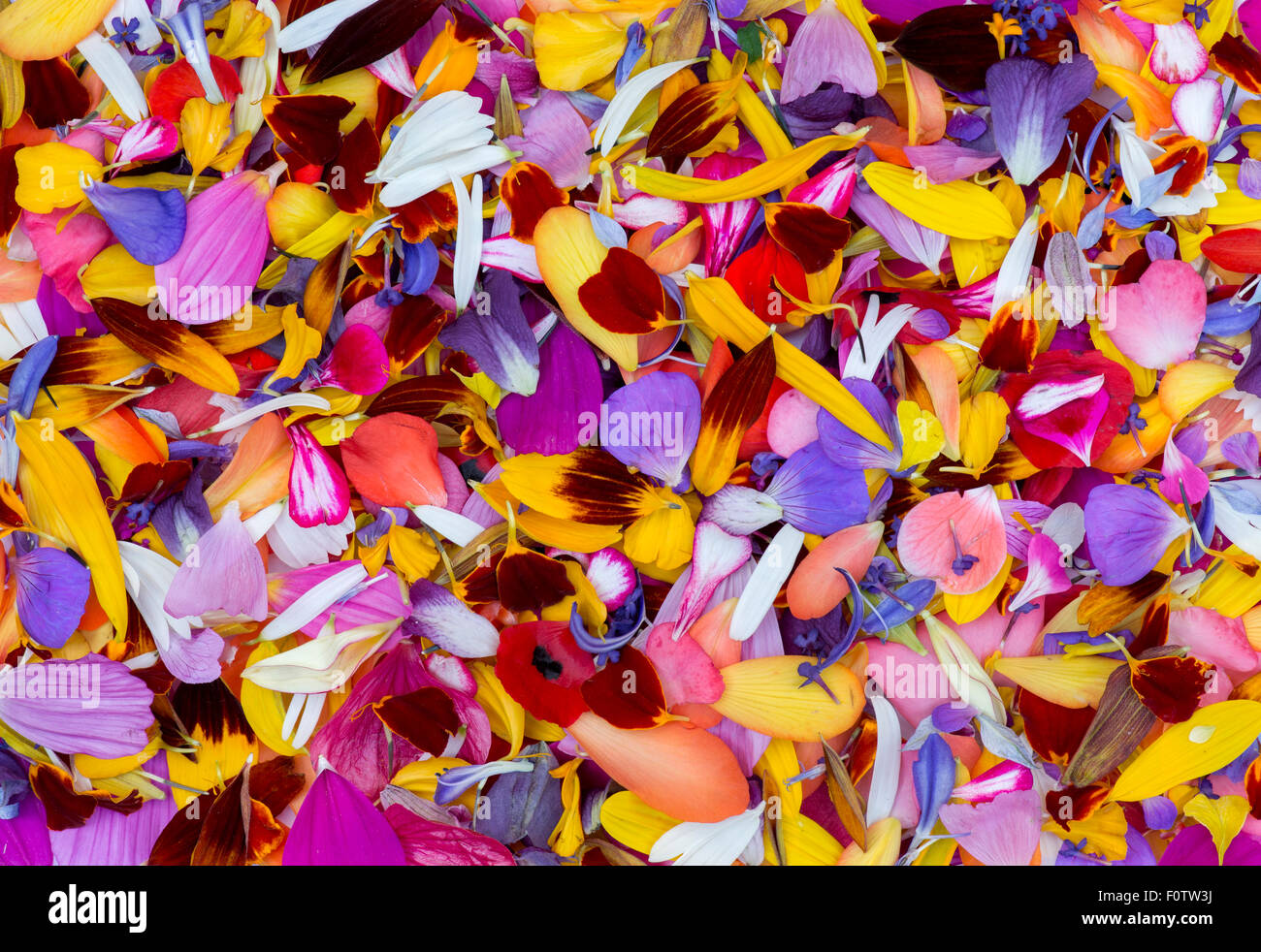 Tarda estate petali di fiori pattern Foto Stock