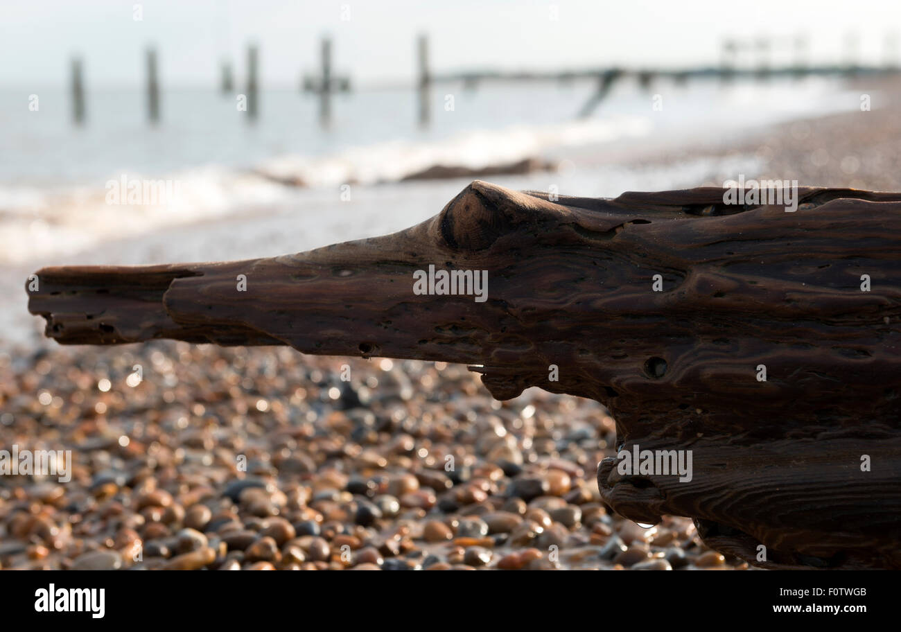 Groyne in legno o frangiflutti eroso nella forma di un coccodrillo, Bawdsey, Suffolk, Regno Unito. Foto Stock