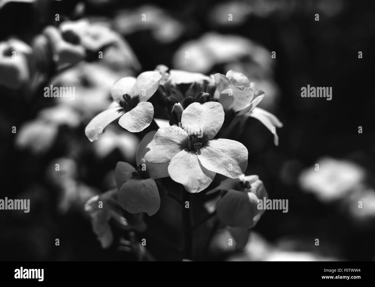 Fioritura bianco arabis. Fiori nel giardino Foto Stock