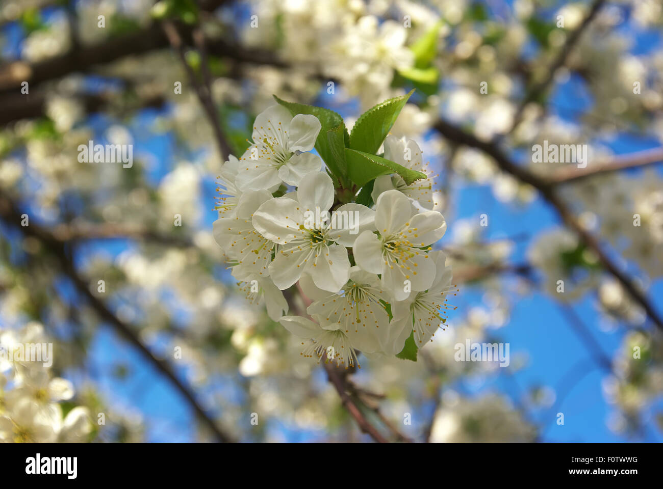 Fiori di Ciliegio. Fiore di primavera. Composizione della natura. Foto Stock