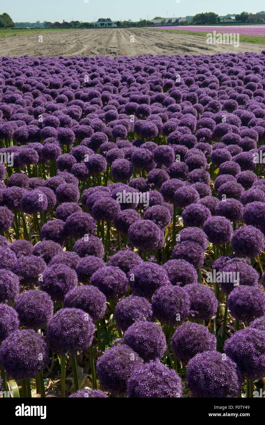 Allium 'Globemaster' incrocio tra Allium christophii A. e macleanii.nursery, Egmond aan den Hoef, Paesi Bassi Foto Stock