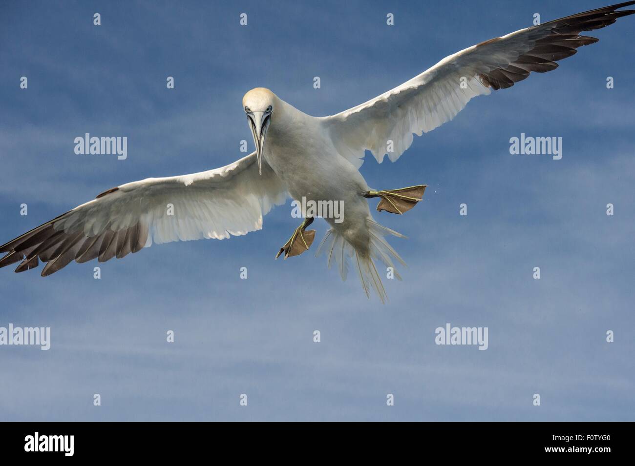 Gannett, South West Cork, nella contea di Cork, Irlanda Foto Stock