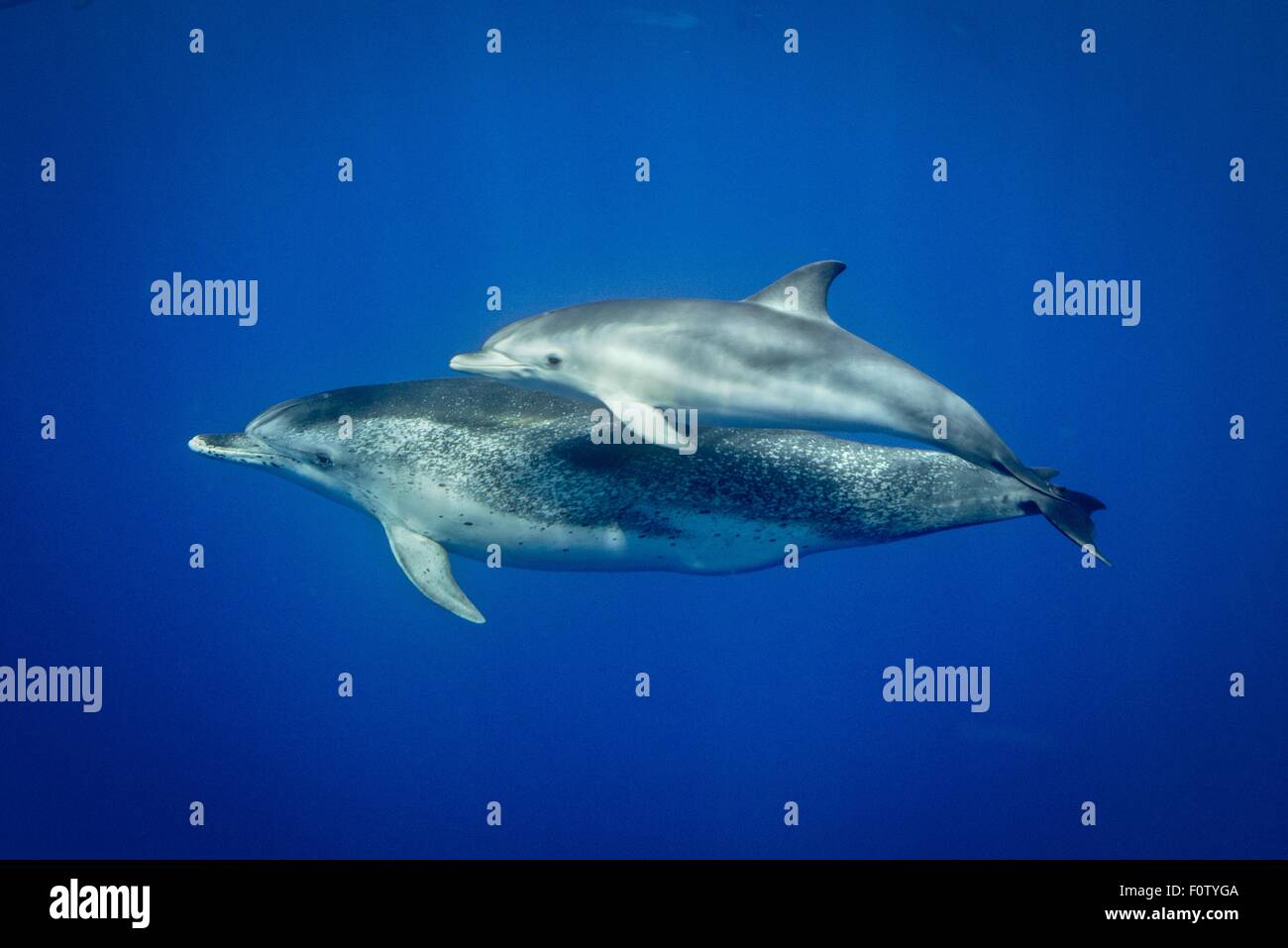 Atlantic delfini maculati, Pico, isole Azzorre, Portogallo Foto Stock