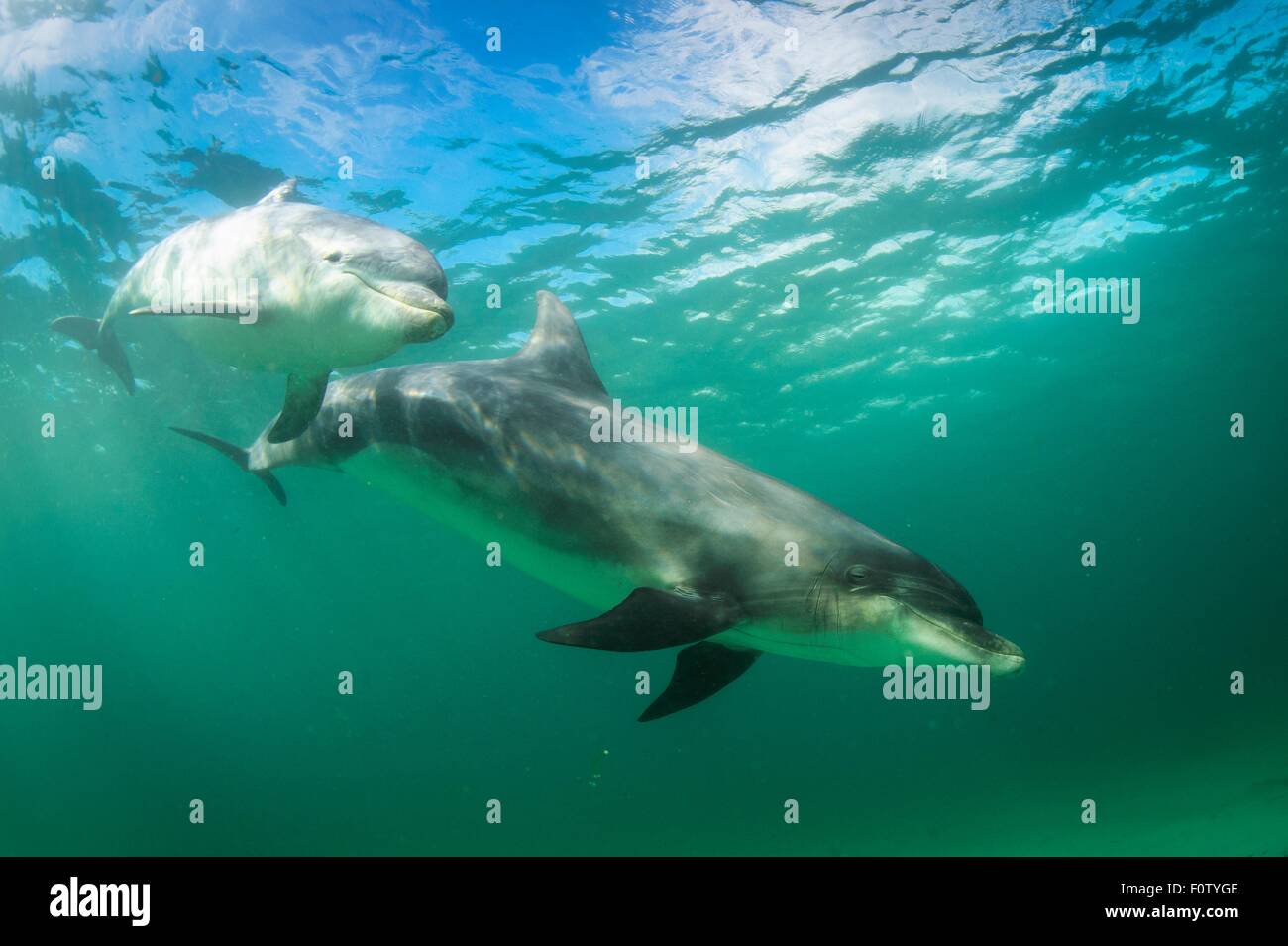 I Delfini, Inisheer, Isole Aran, Irlanda Foto Stock