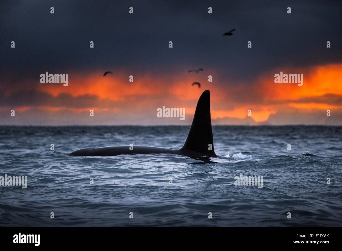 Killer Whale, Orca, Andenes, Lofoten, Norvegia Foto Stock