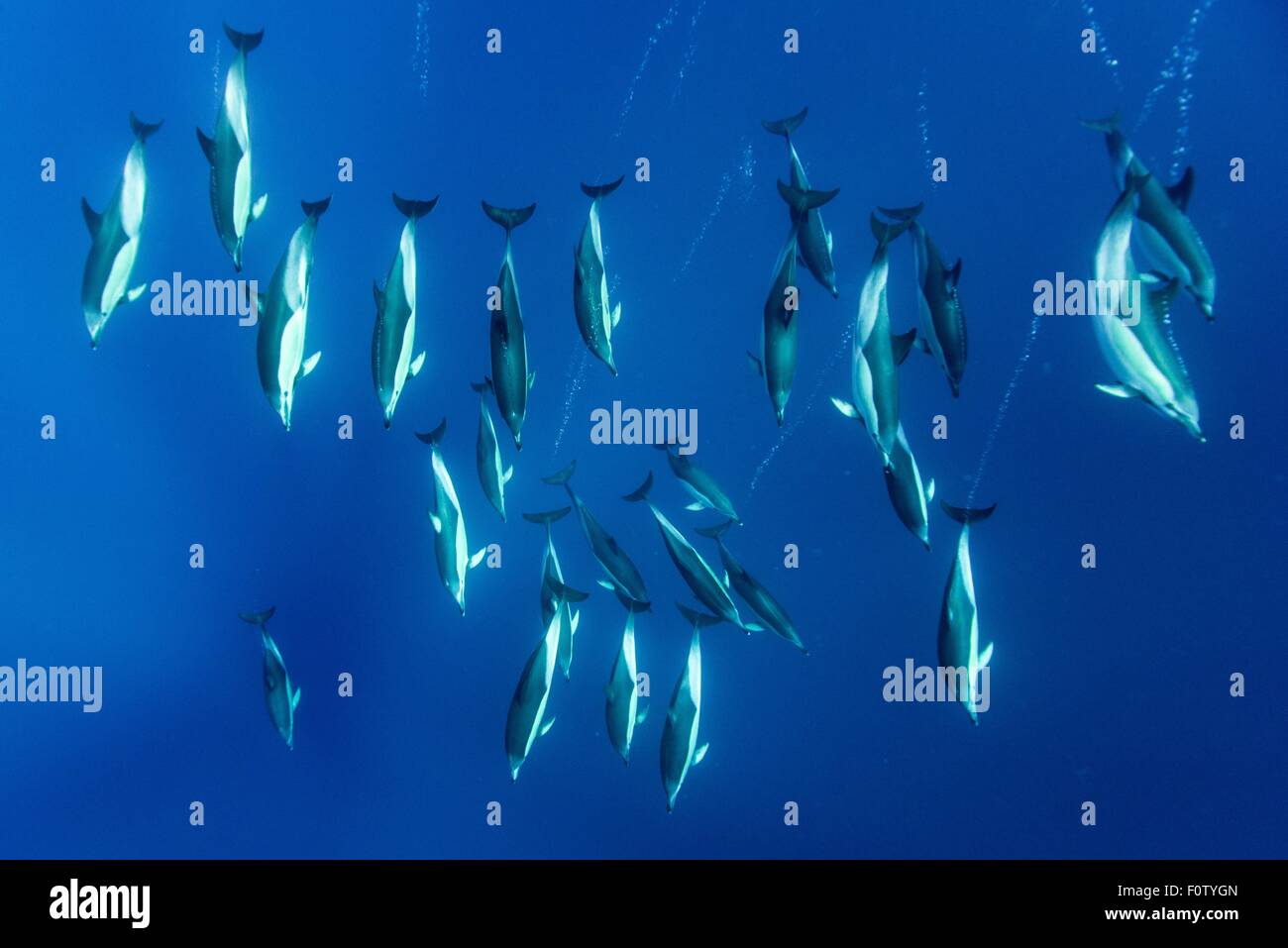 Delfini comuni, Pico, isole Azzorre, Portogallo Foto Stock