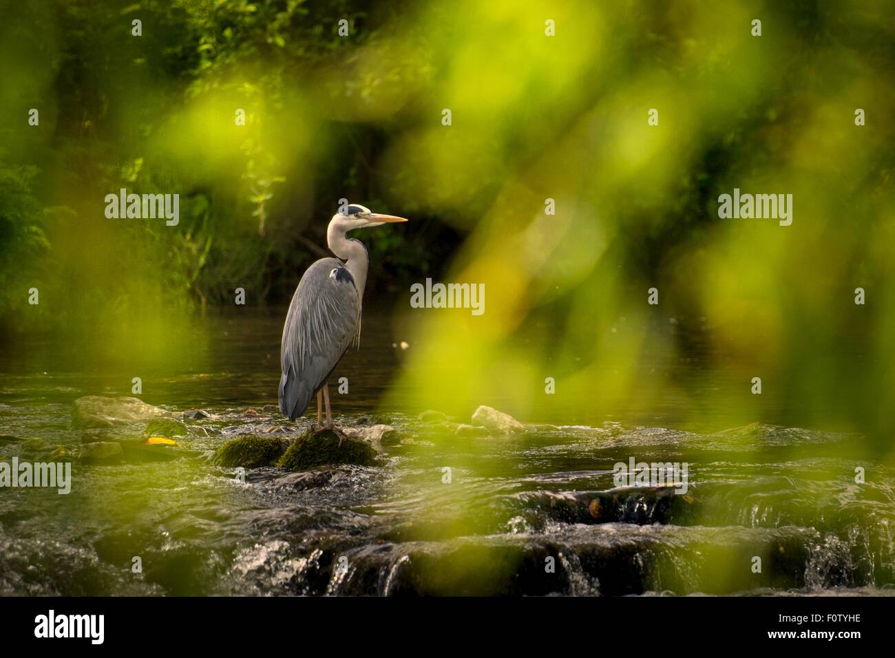 Gru uccello, County Kerry, Irlanda Foto Stock