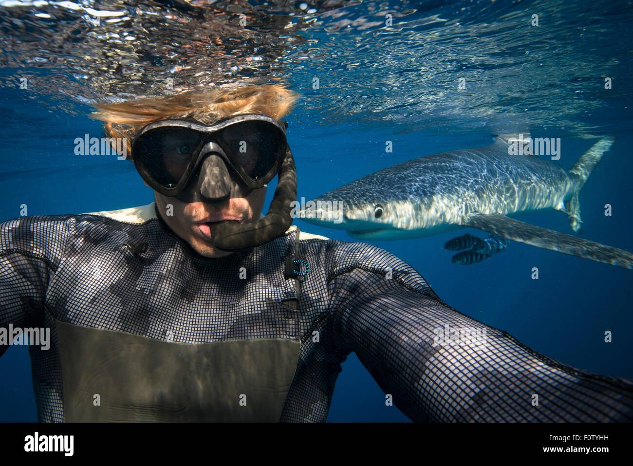 Subacqueo, blue shark in background, Sud Cork, Irlanda Foto Stock