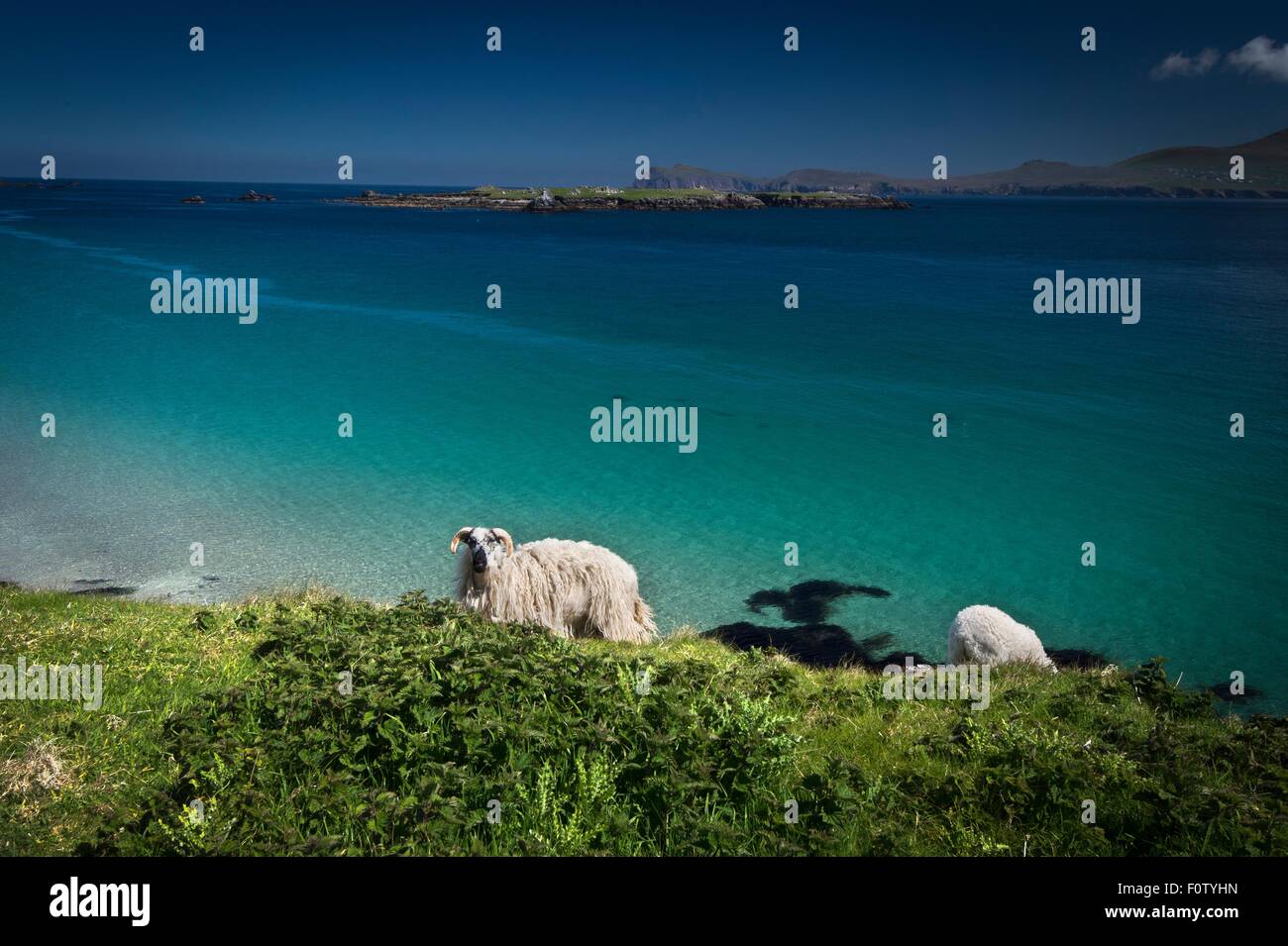 Grande Isola di Blasket, Irlanda Foto Stock
