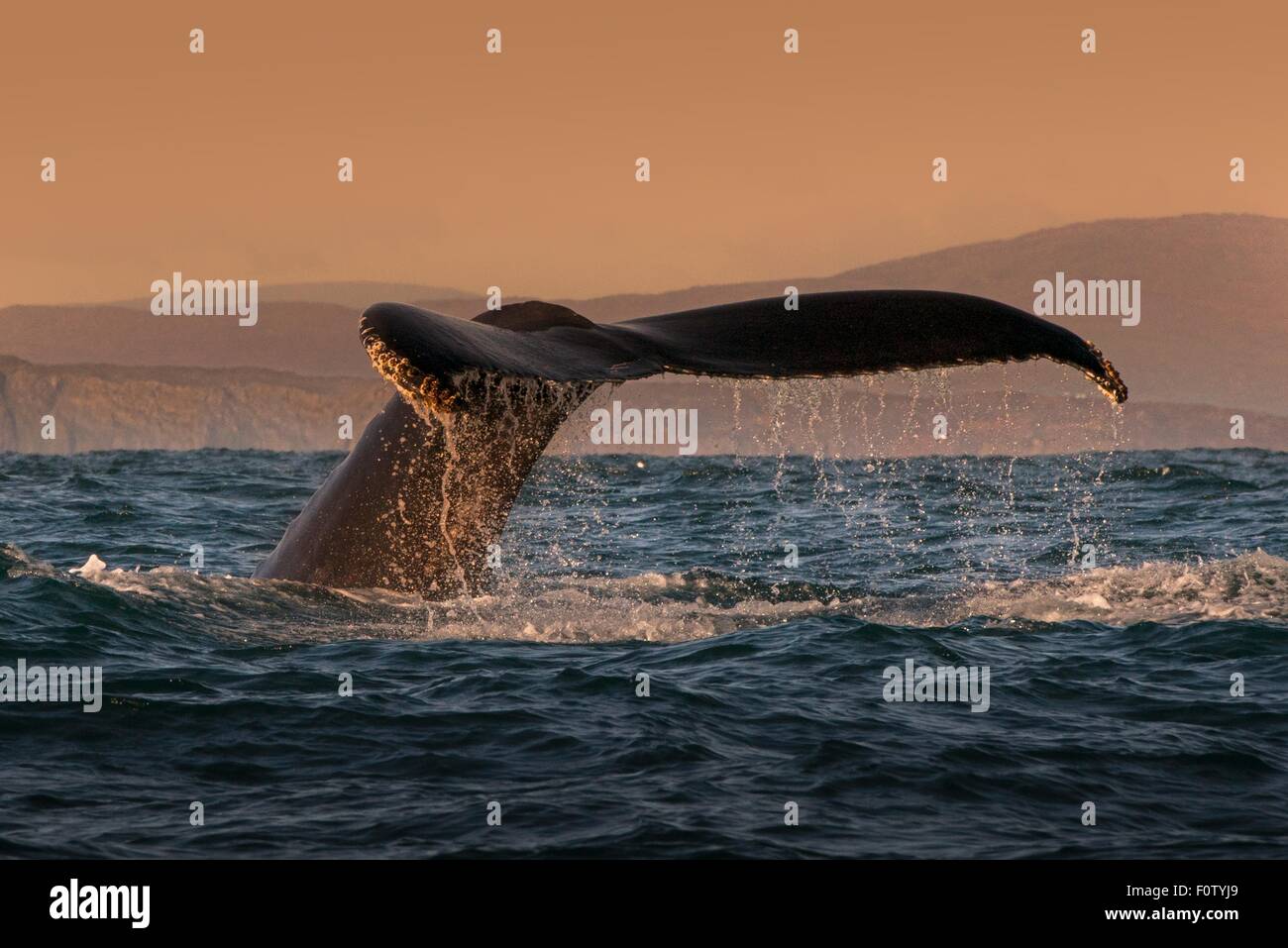Coda di Humpback Whale, South West Cork, Irlanda Foto Stock