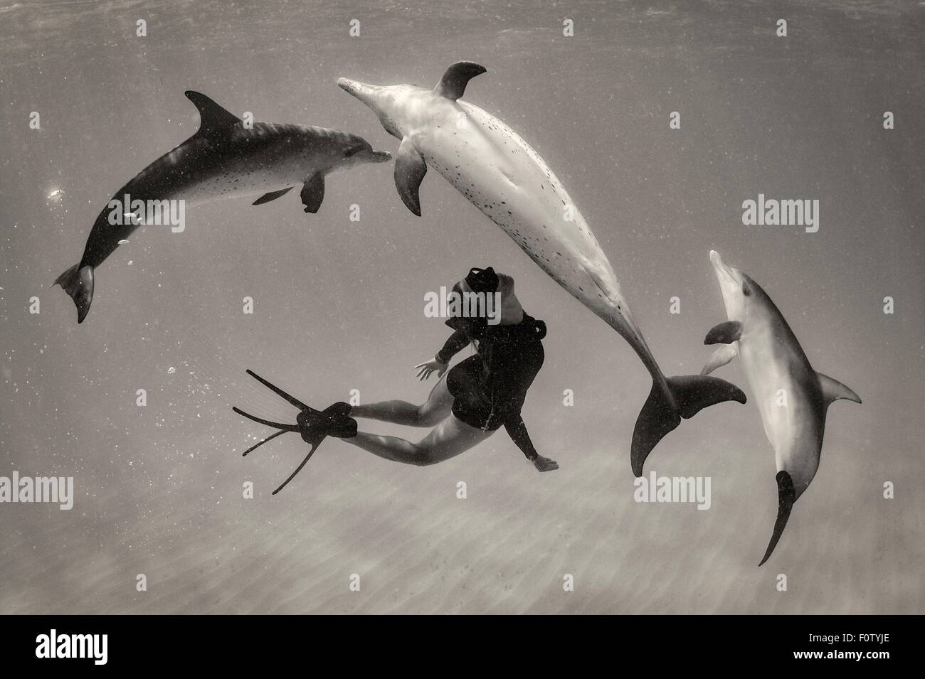Donna free diving con Atlantic delfini maculati Foto Stock