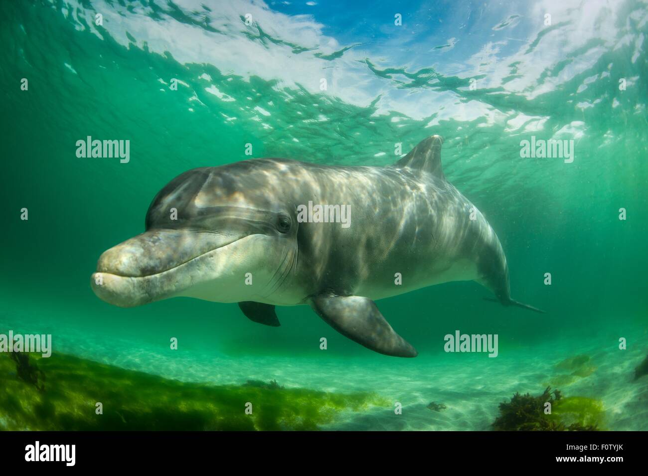 Il tursiope o delfino maggiore, Isola Inisheer, Irlanda Foto Stock