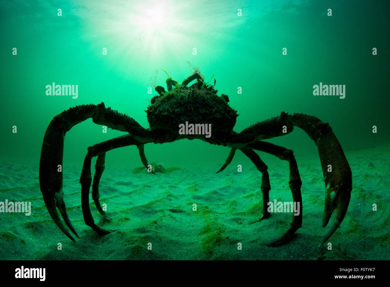 Granseola, Isole Aran, Irlanda Foto Stock