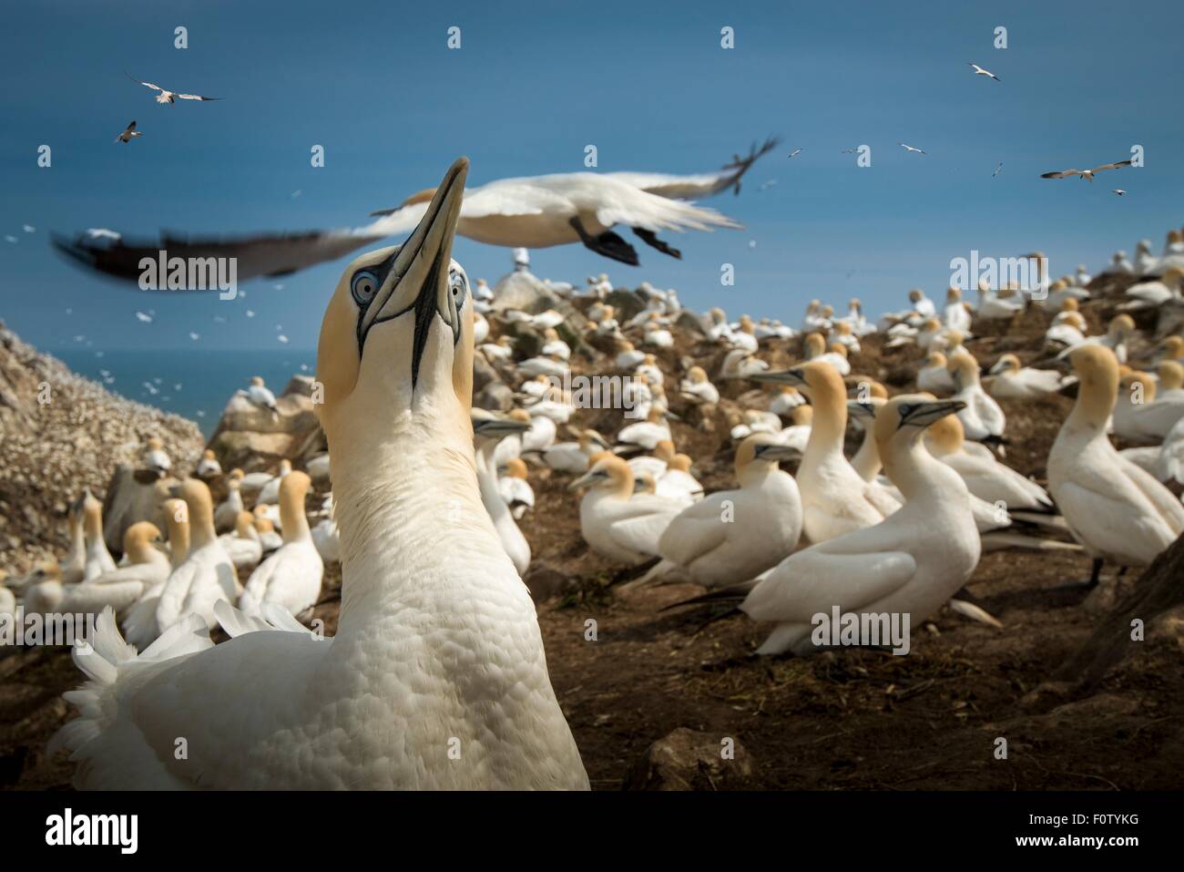 Gannett colonia, South West Cork, nella contea di Cork, Irlanda Foto Stock