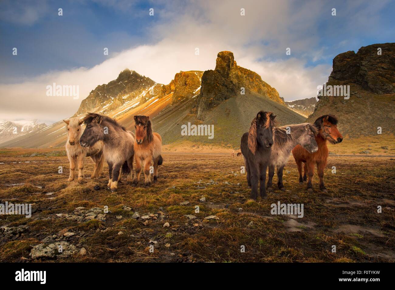 Cavalli selvaggi, South Coast, Islanda Foto Stock