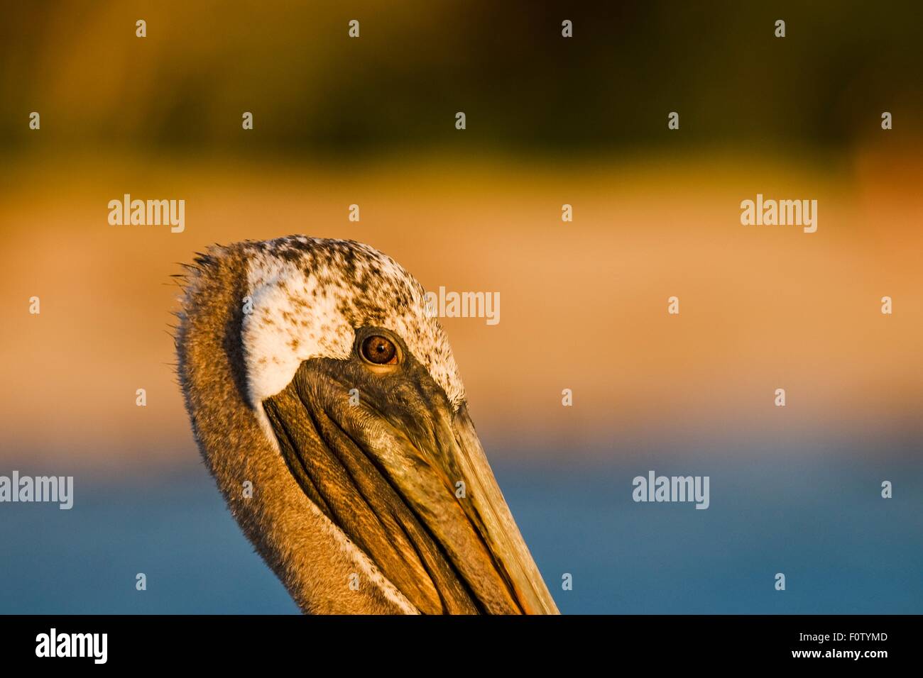 Pelican Foto Stock