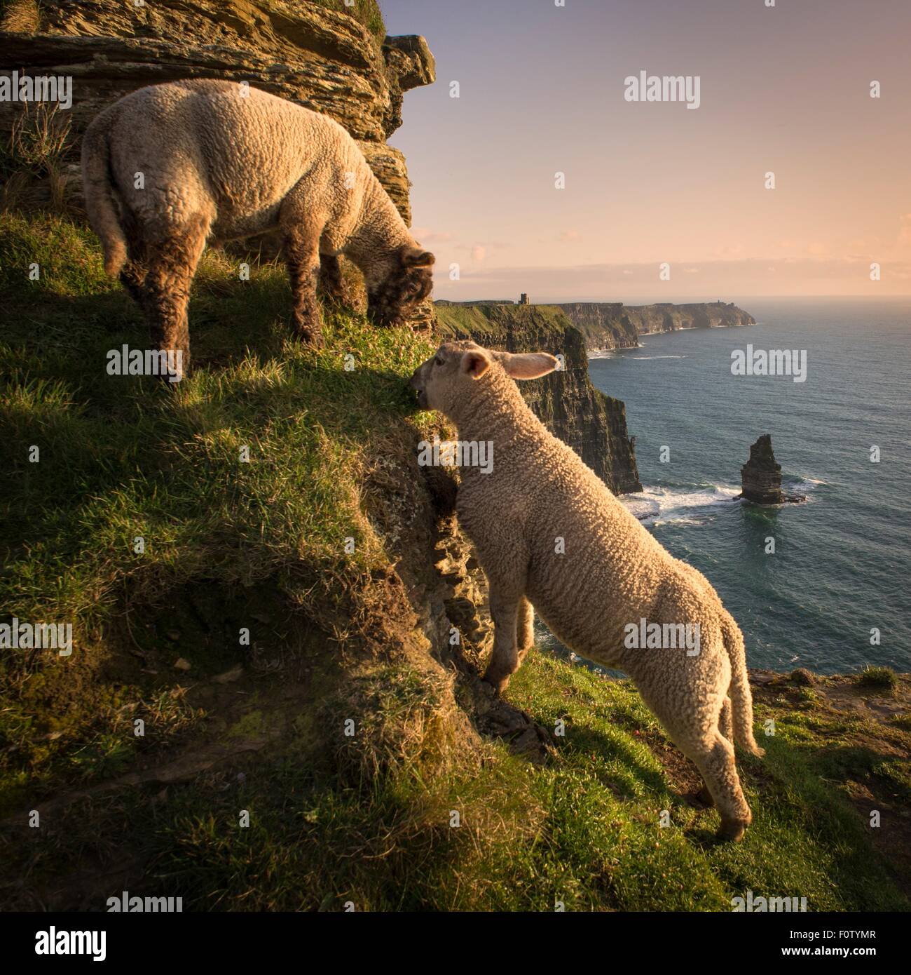 Pecora sulle scogliere di Moher, Liscannor, Irlanda Foto Stock