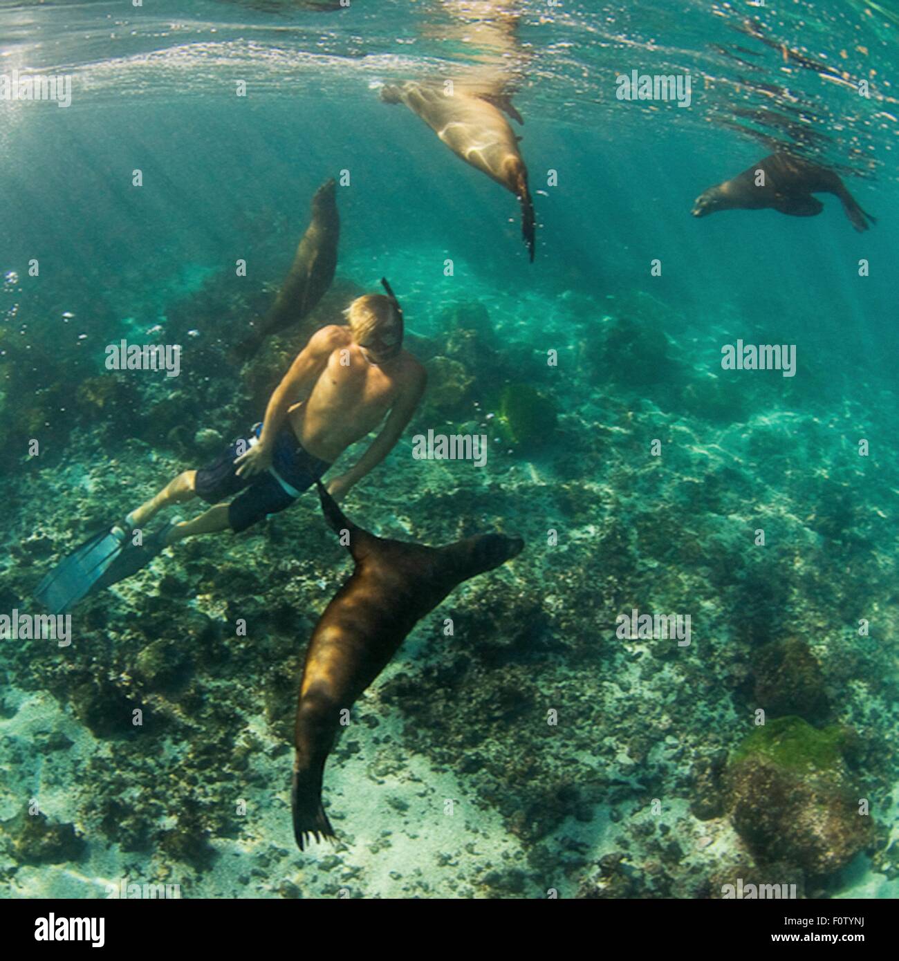 Freediver con leoni di mare, Leon Dormido, Galapagos, Ecuador Foto Stock
