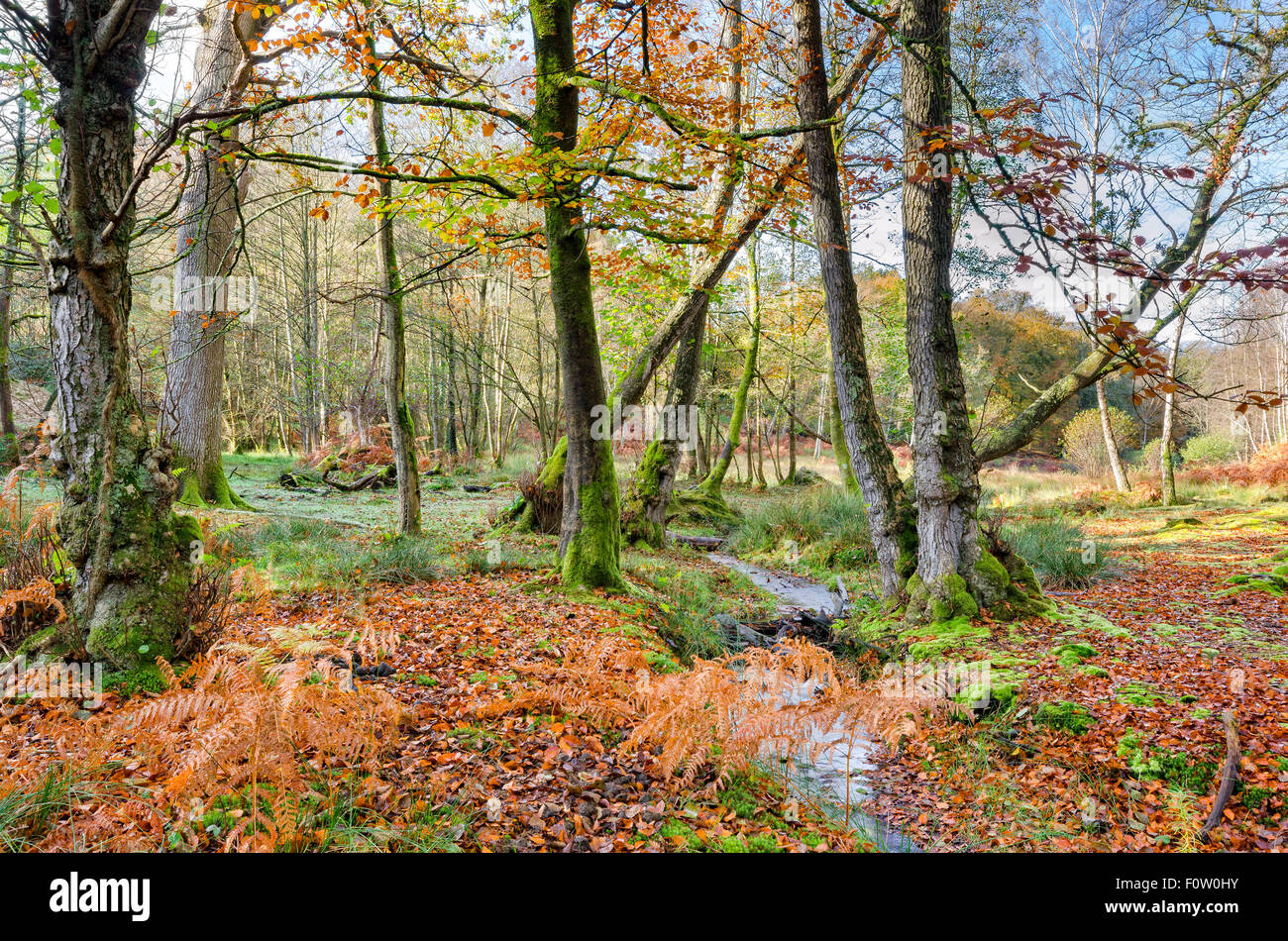 Un flusso di foresta di avvolgimento attraverso autunno boschi di faggio a Bolderwood nella nuova foresta Foto Stock
