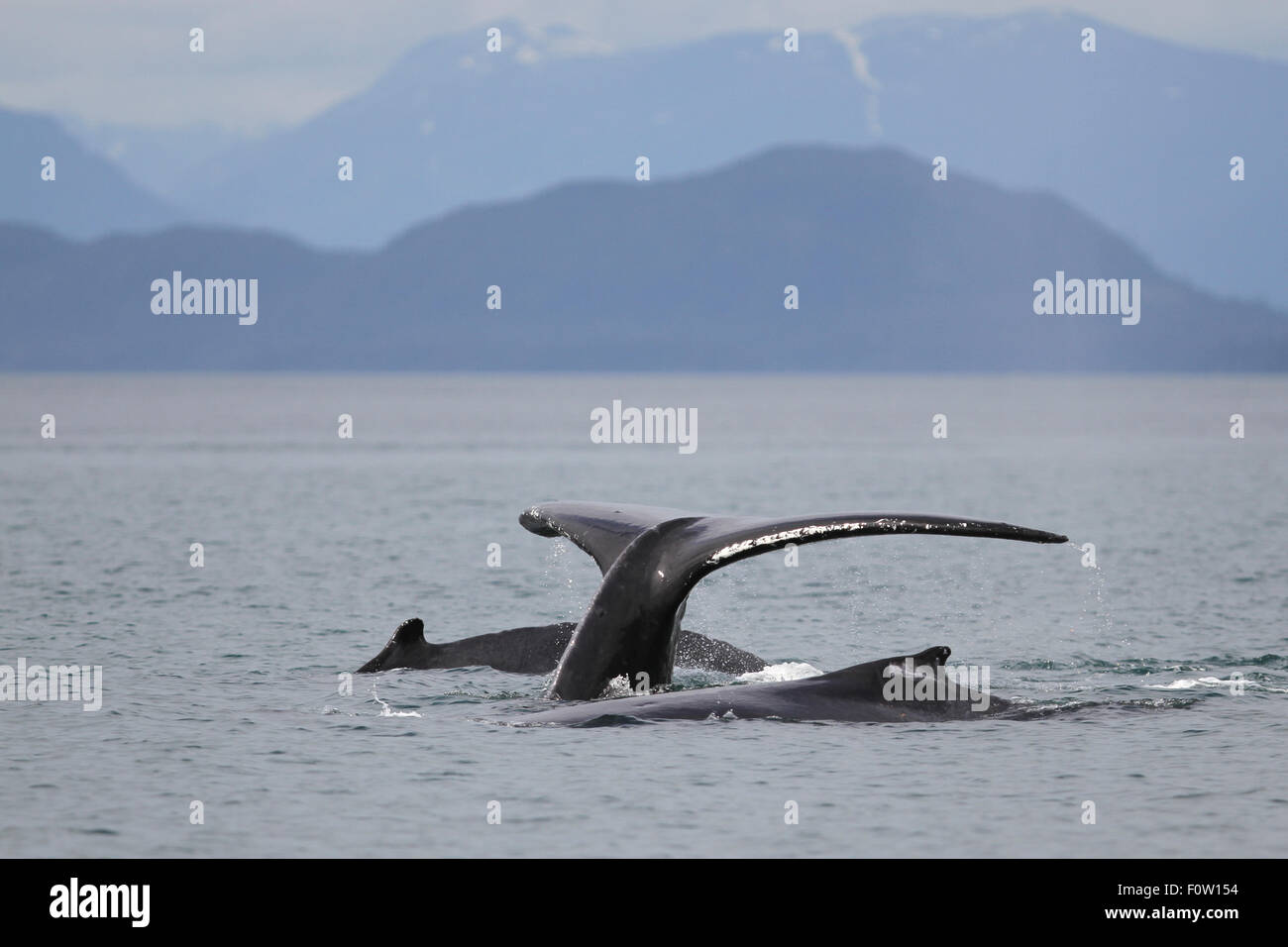 Humpback Whale tail passera nera al largo della costa di Alaska Foto Stock